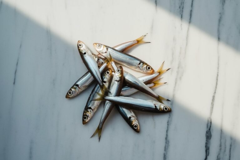 Filets d'anchois marinés dans un petit plat en céramique
