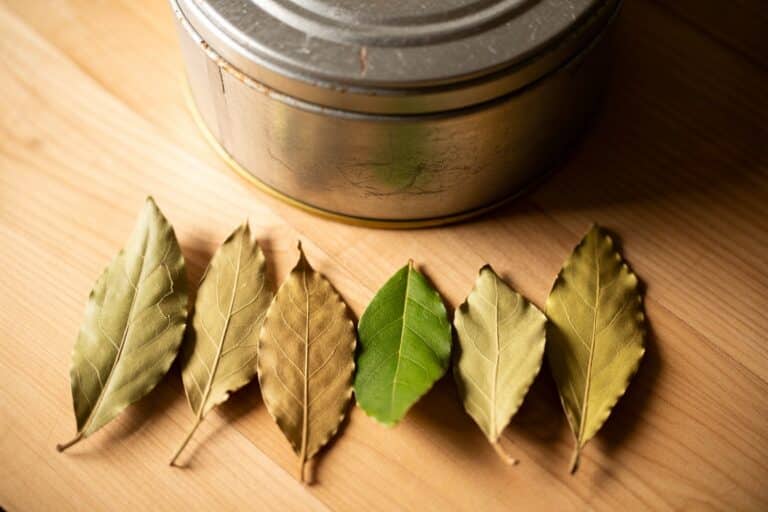 Feuilles de laurier séchées disposées en éventail sur bois clair